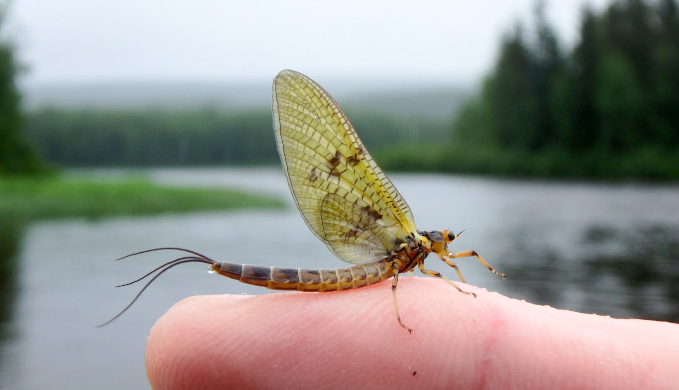 Mayfly Insect Cast Mayflies (Ephemeroptera) • FlyFish Circle