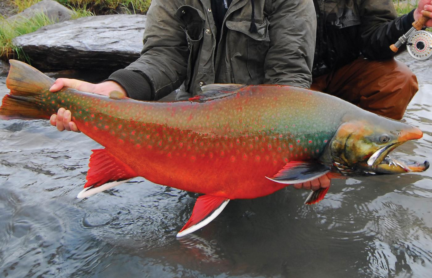 Fly Fishing For Arctic Char FlyFish Circle fly-fishing-for-arctic-char-flyfish-circle