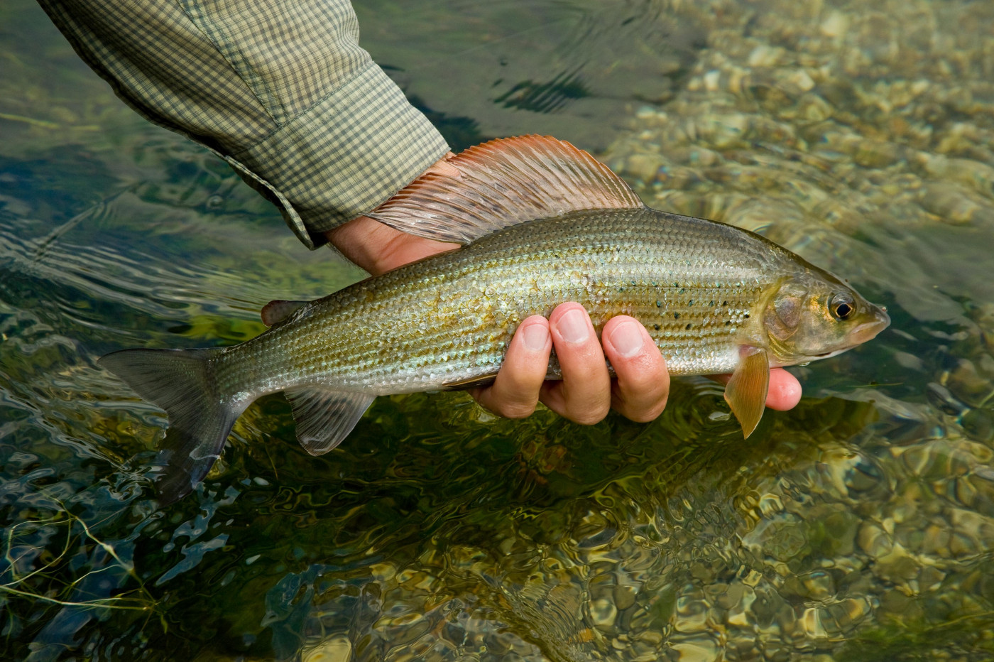 Break Fish Fishing Breaks • FlyFish Circle