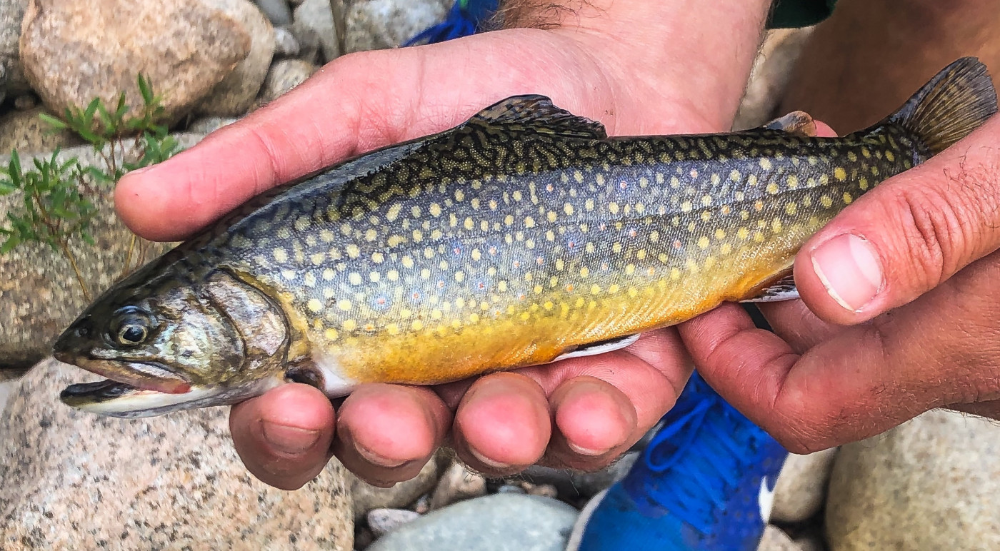 Brook Fish Fly fishing for Brook trout • FlyFish Circle