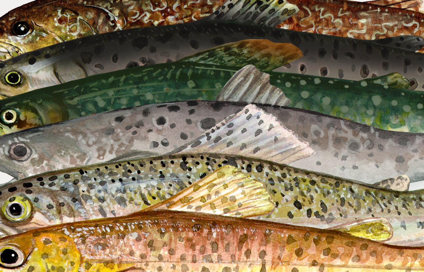 Trout Fish Shape Identifying trout species: brook, brown, rainbow, sea, marble and ...