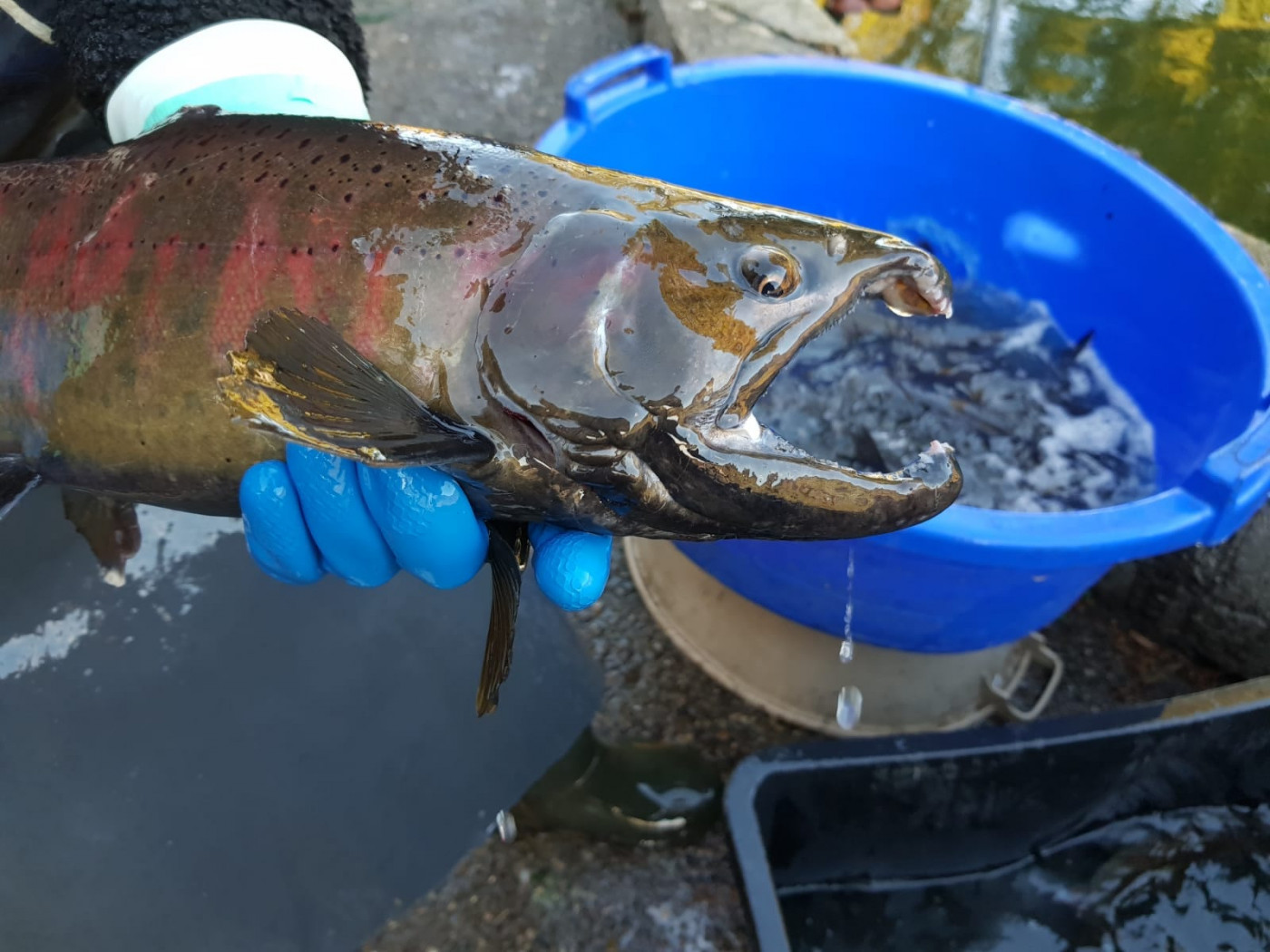 Fly Fishing Factory • FlyFish Circle