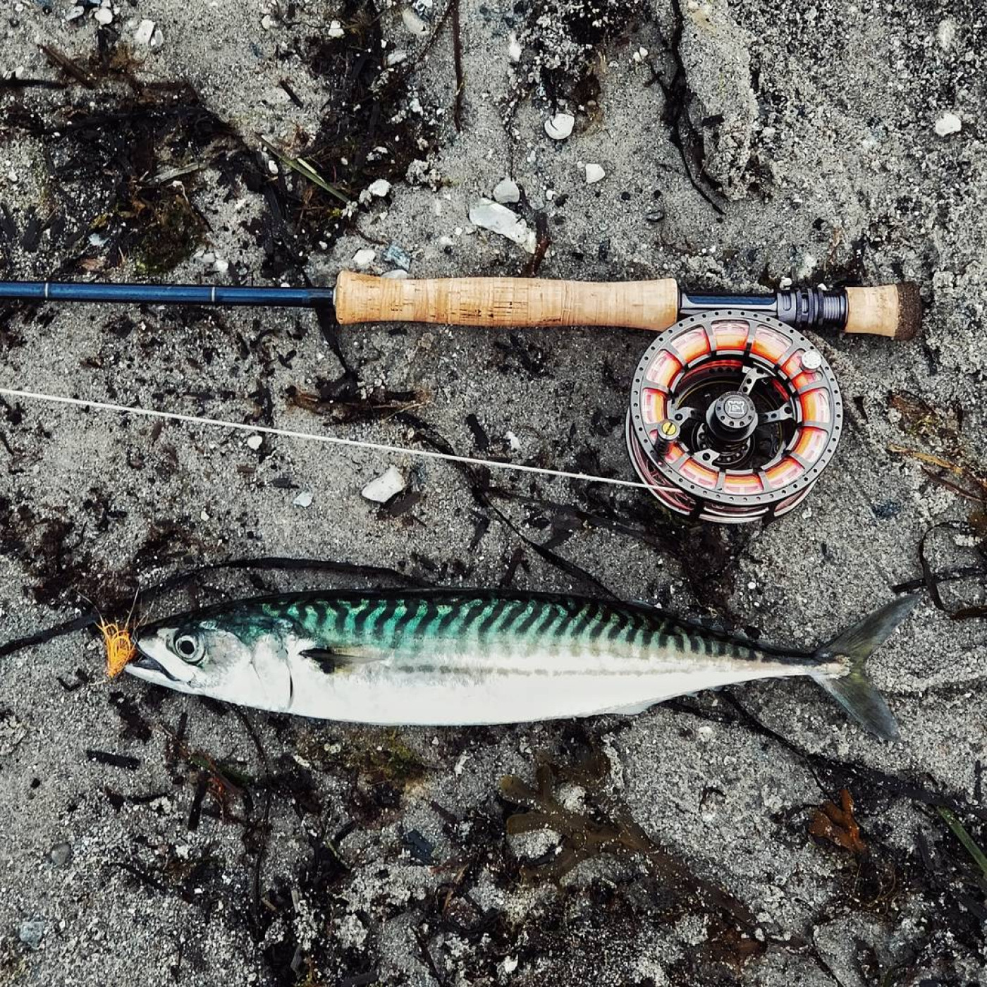 atlantic mackerel fishing lures 7" GREEN-BACK TROLLING LURE California Flyer Co The Soft Mack Attack comes in three lengths and weights to get you dialed in on your particular presentation Fly fishing for Atlantic Mackerel