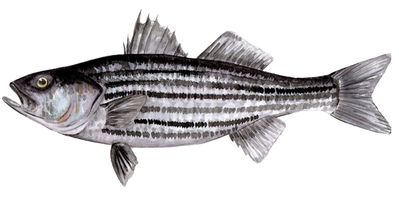 Striped bass hot sale fish