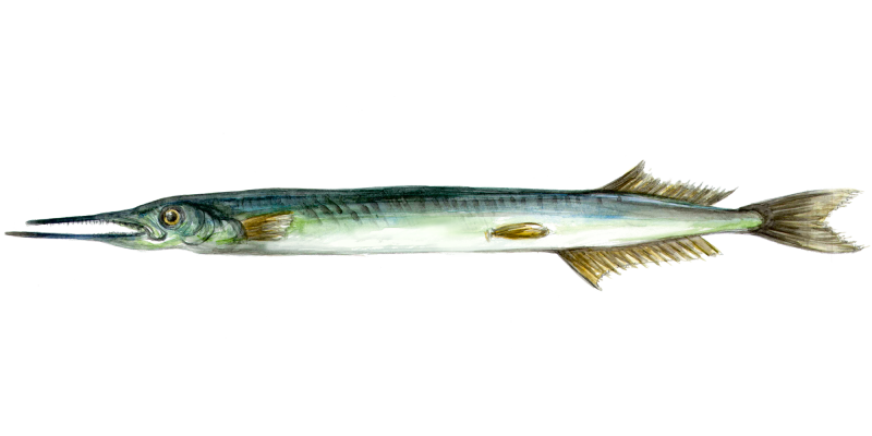 Gar Fish Pattern Fly fishing for Garfish • FlyFish Circle