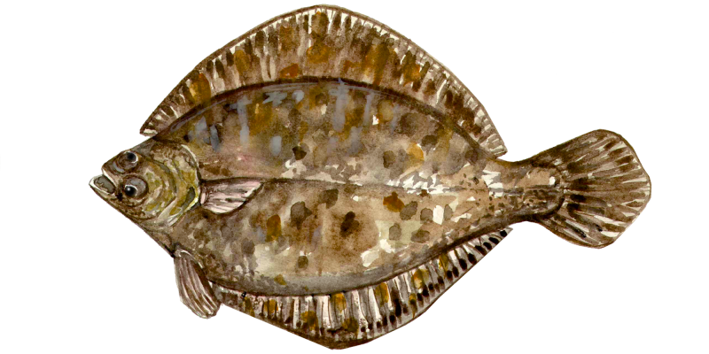 Fly fishing for European Flounder FlyFish Circle