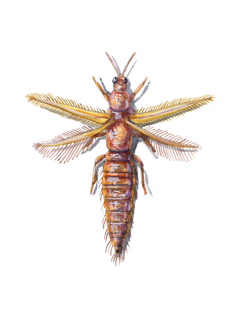 Thrip Crop Insect Thrips (Thysanoptera) • FlyFish Circle