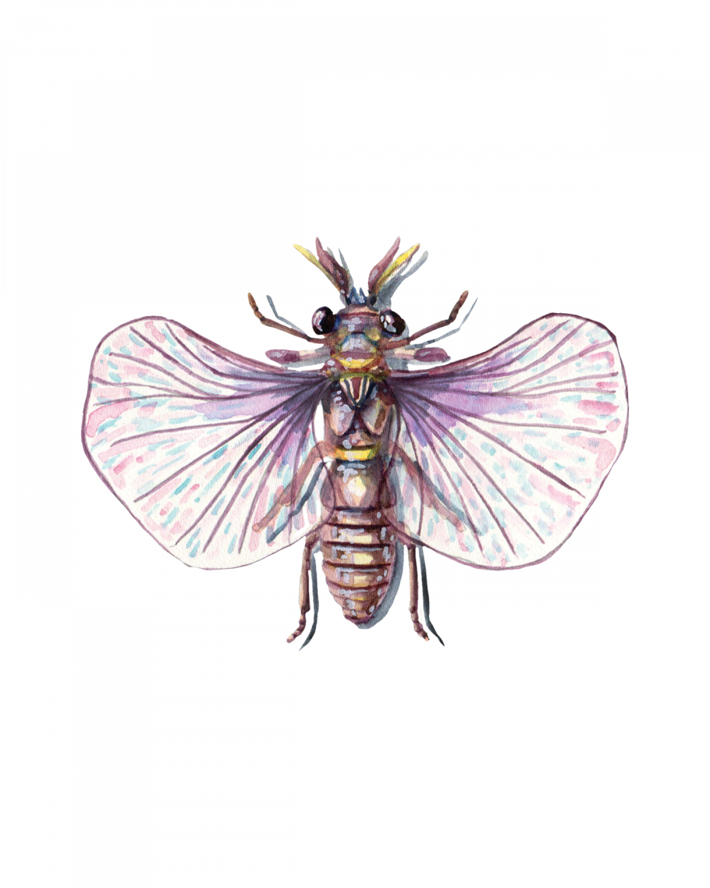 Strepsiptera Life Cycle