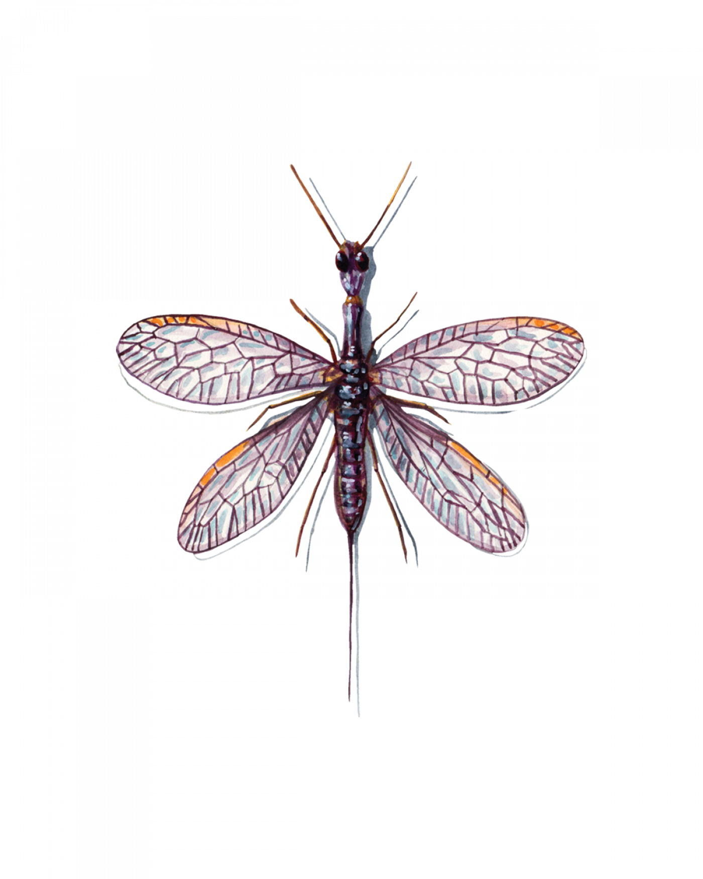 Snakeflies (Raphidioptera) • FlyFish Circle