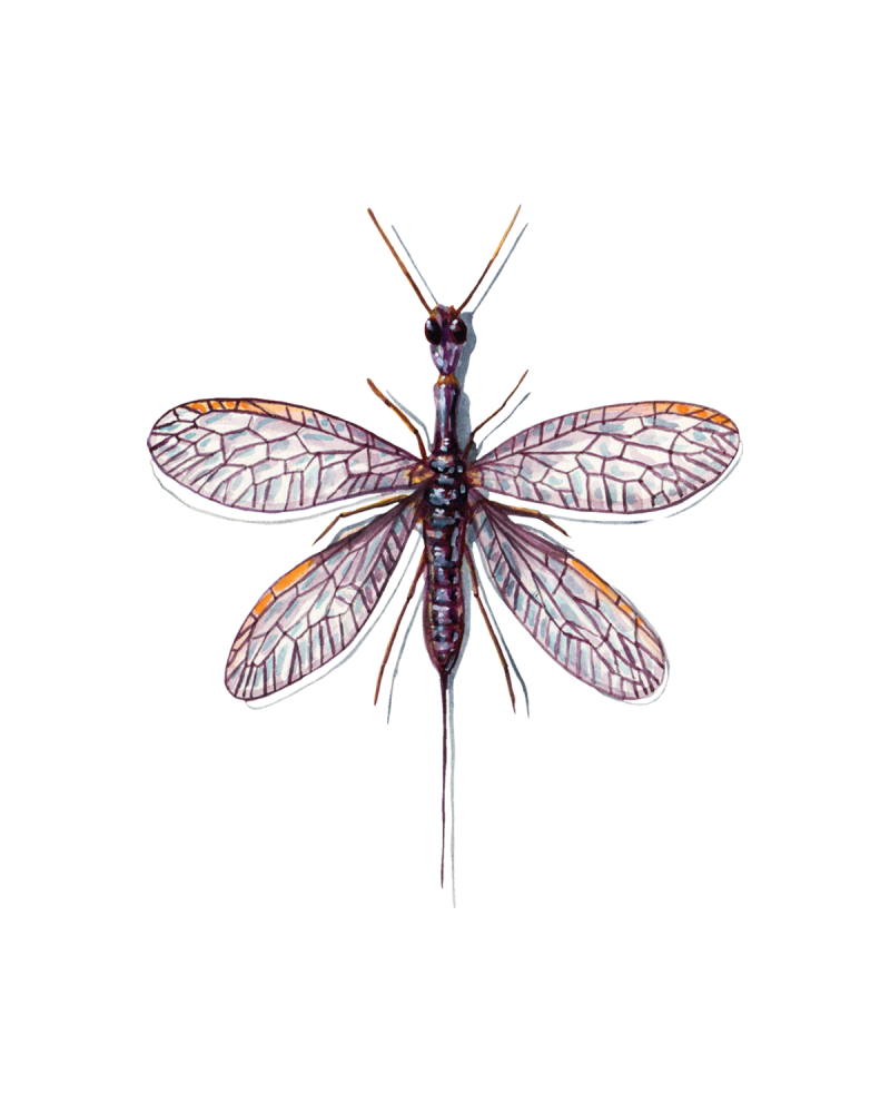 Snakeflies (Raphidioptera) • FlyFish Circle
