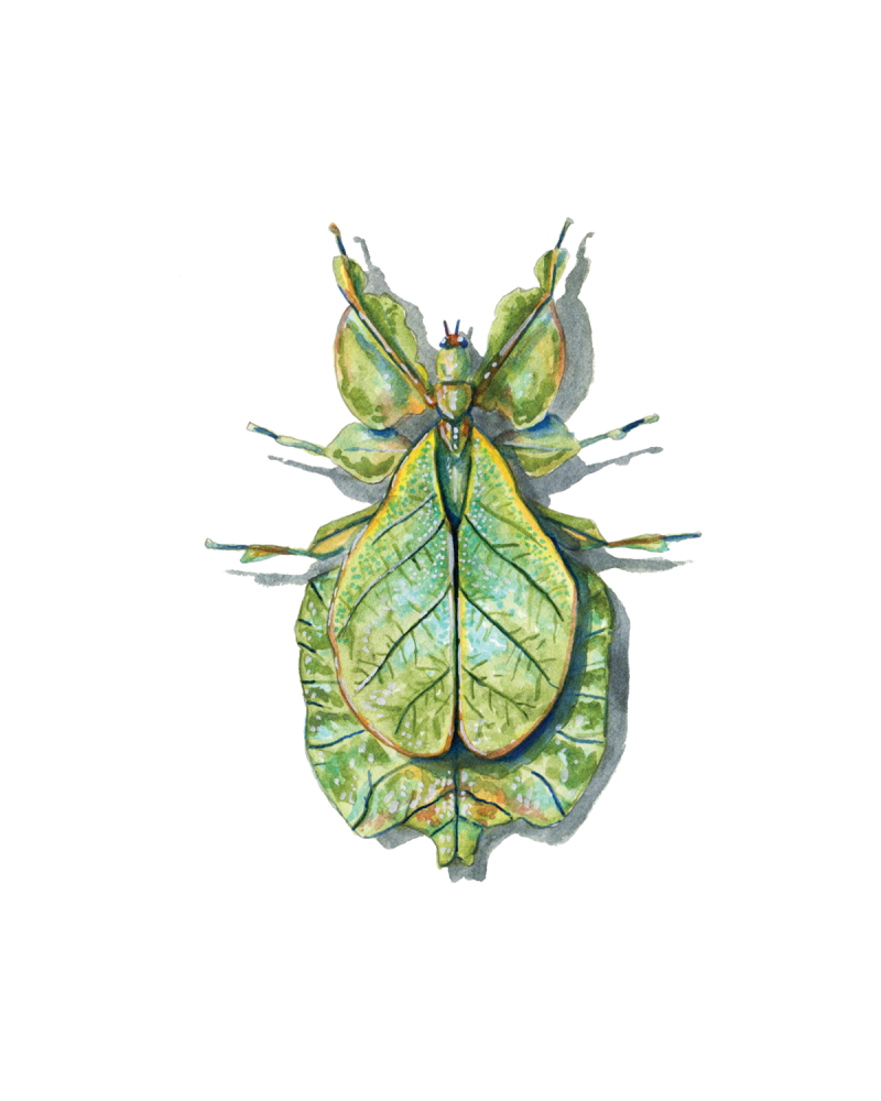 Stick Insects and Leaf Insects (Phasmida) • FlyFish Circle