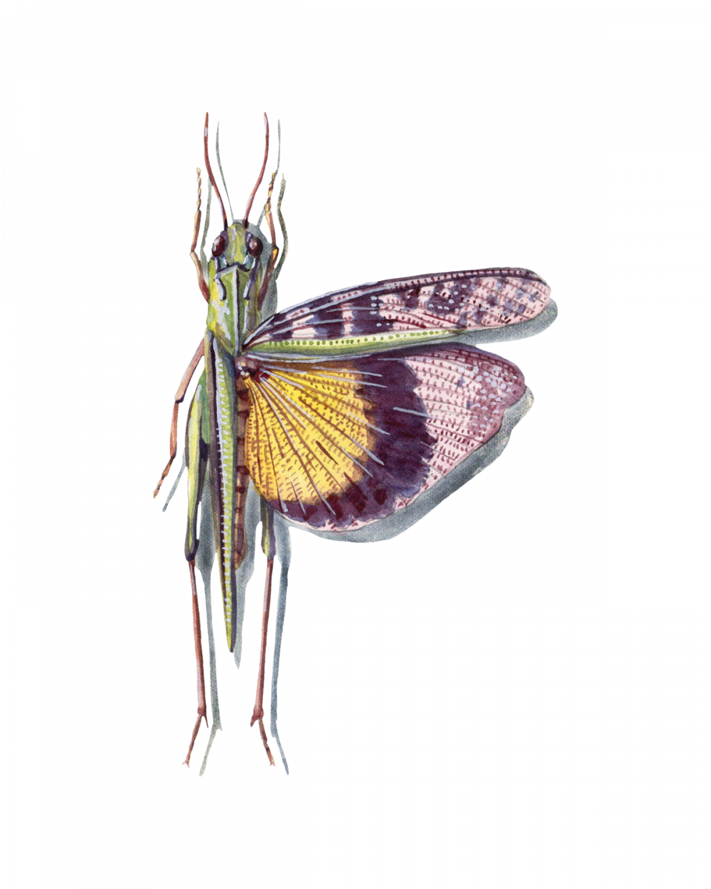 Insect File Grasshoppers, Crickets, and Katydids (Orthoptera) • FlyFish Circle