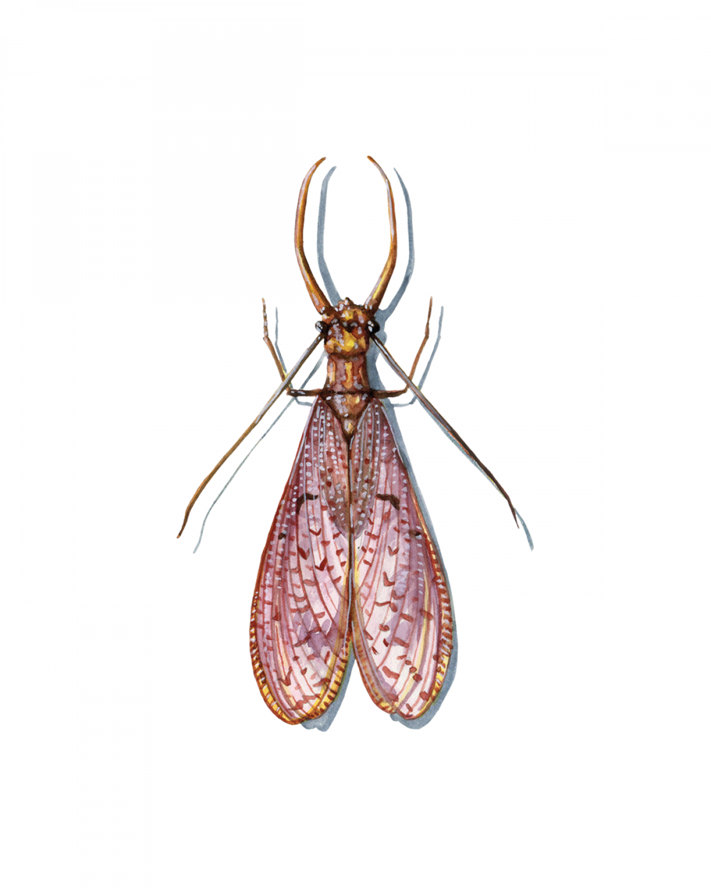Dobsonfly Life Cycle
