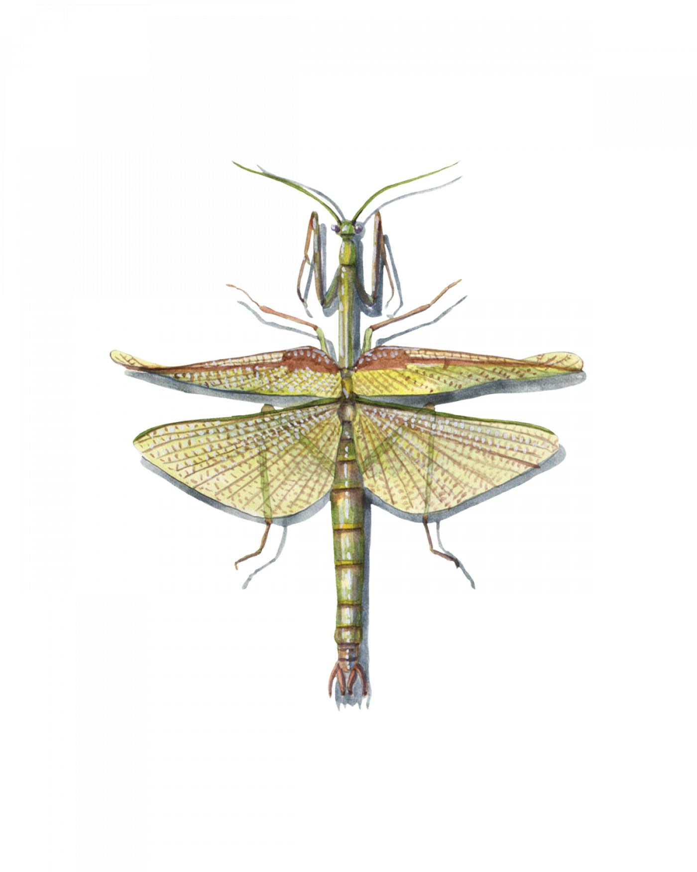 Mantodea Insectos Mantises (Mantodea) • FlyFish Circle