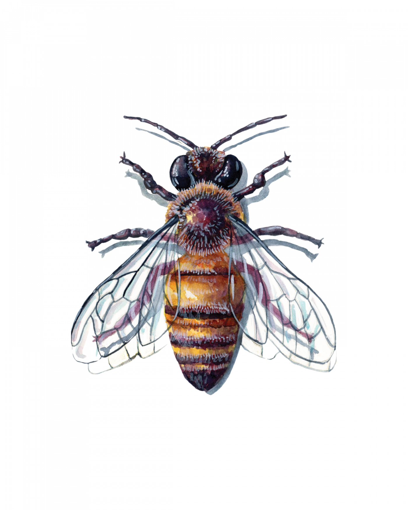 Ants Bees And Wasps Hymenoptera FlyFish Circle ants-bees-and-wasps-hymenoptera-flyfish-circle