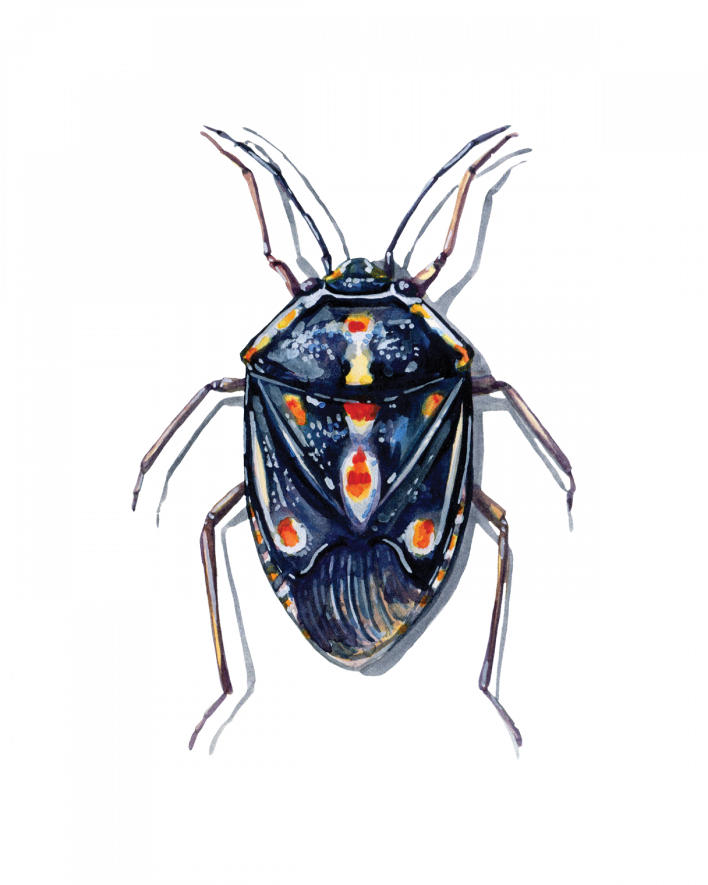 True Bugs (Hemiptera) • FlyFish Circle True Bugs (Hemiptera) • FlyFish Circle