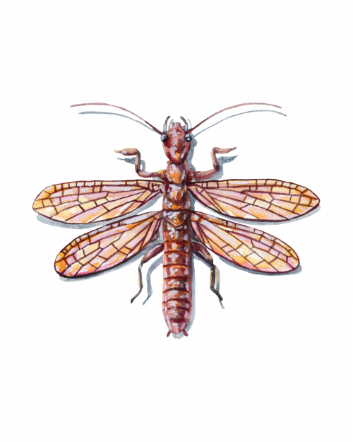 Fly Fishing Entomology • FlyFish Circle
