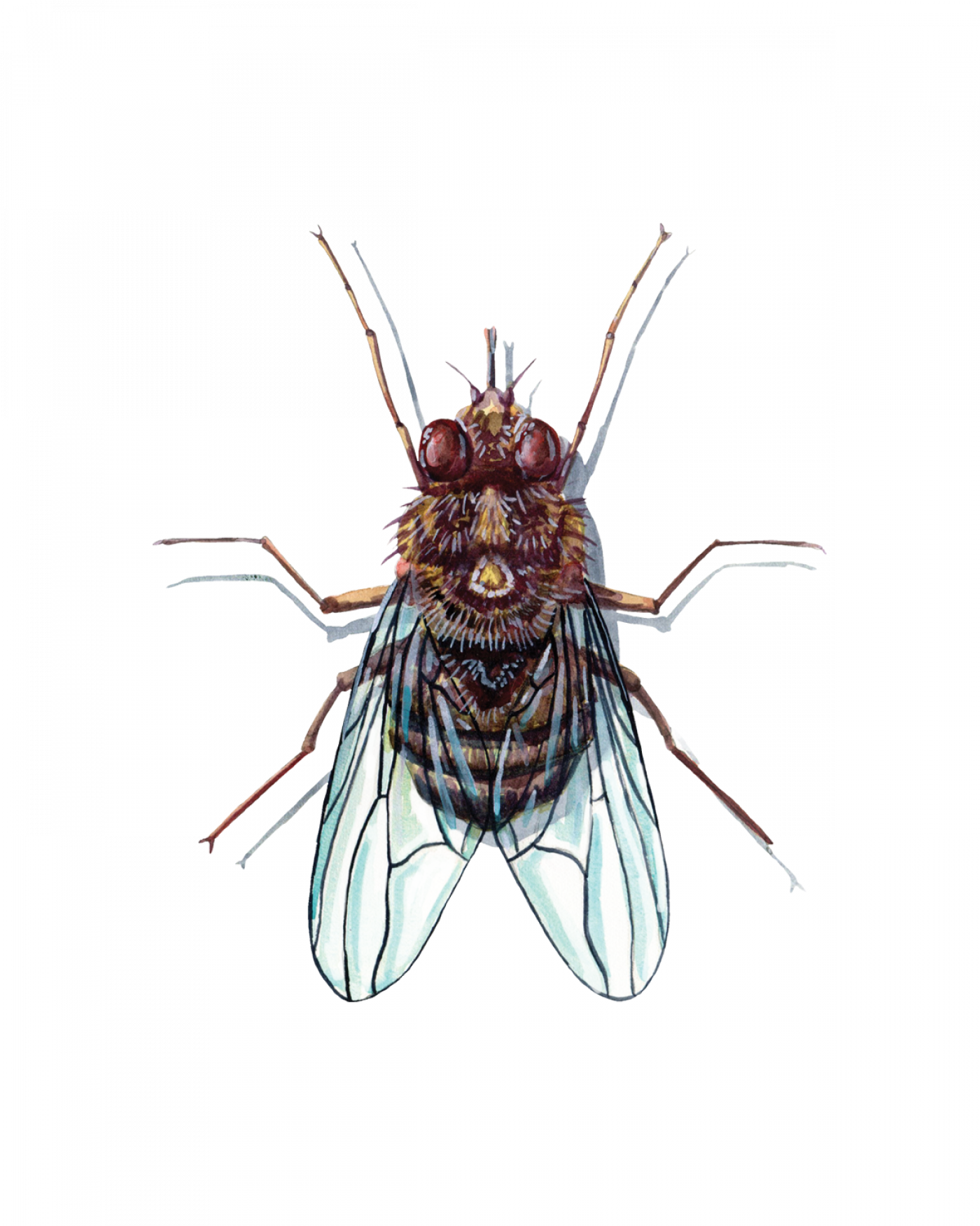 True Flies (Diptera) • FlyFish Circle