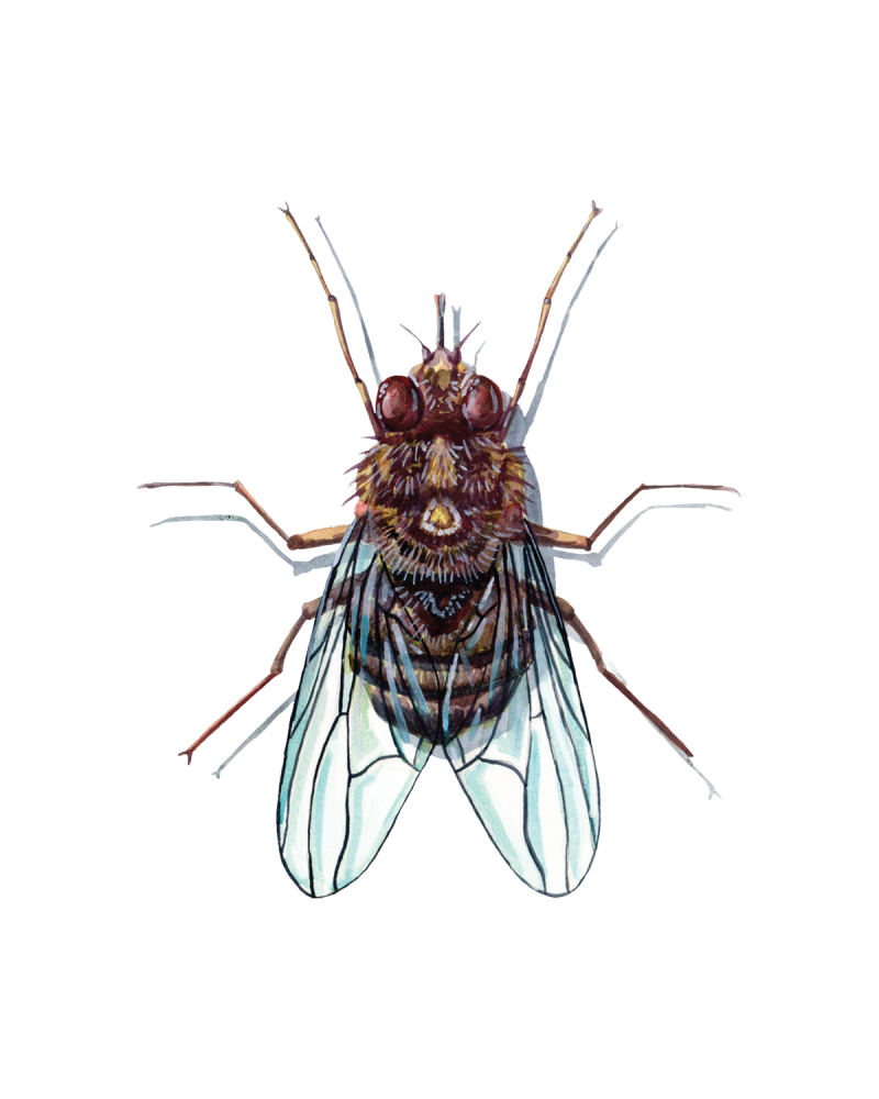 True Flies (Diptera) • FlyFish Circle