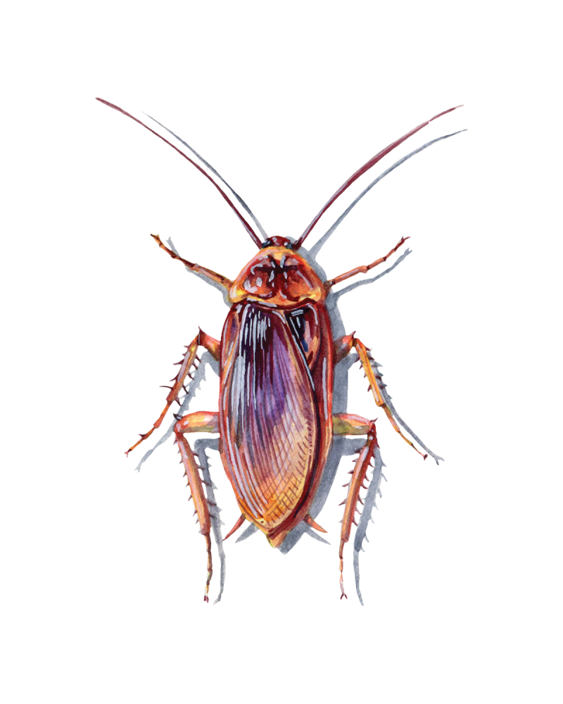 Cockroaches and Termites (Blattodea) • FlyFish Circle