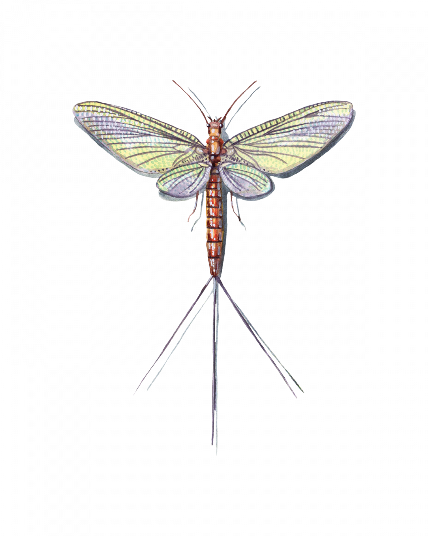 Mayfly Drawing