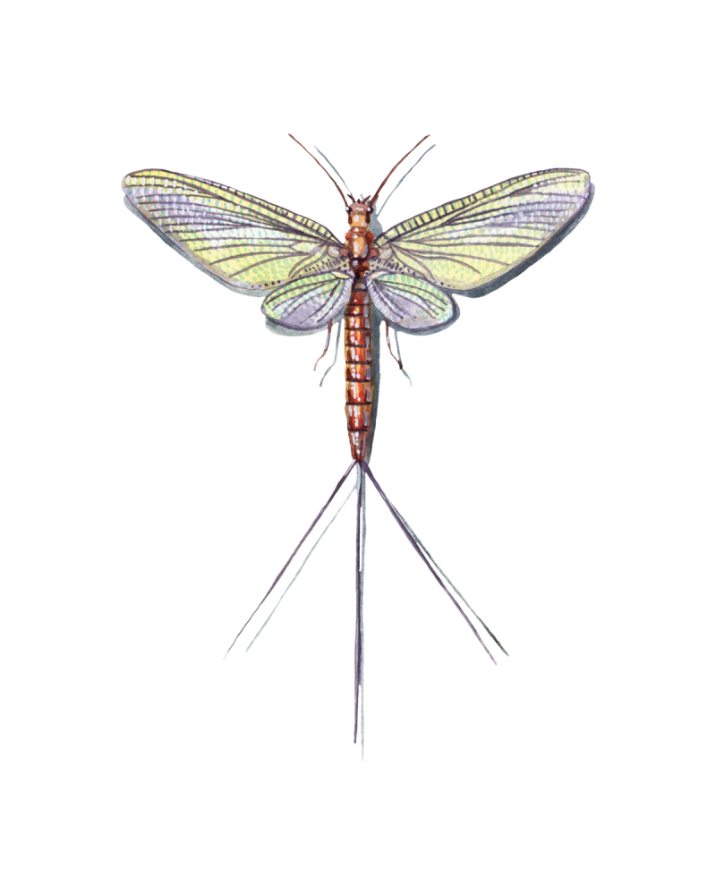 Mayflies (Ephemeroptera) • FlyFish Circle