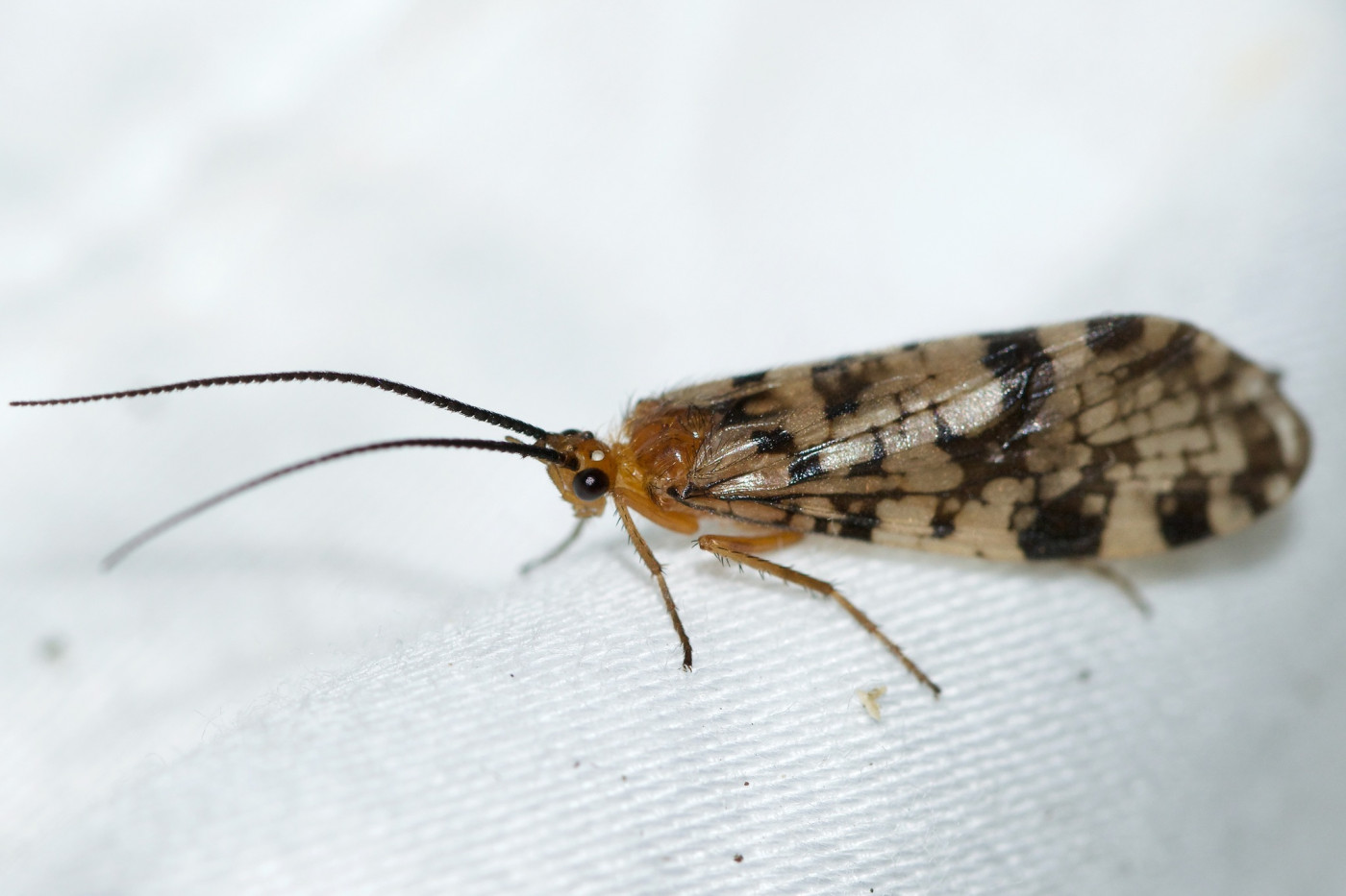 Caddisflies (Trichoptera) • FlyFish Circle