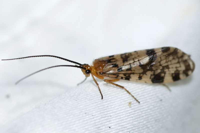 Caddisflies Trichoptera FlyFish Circle Caddisflies Trichoptera FlyFish Circle