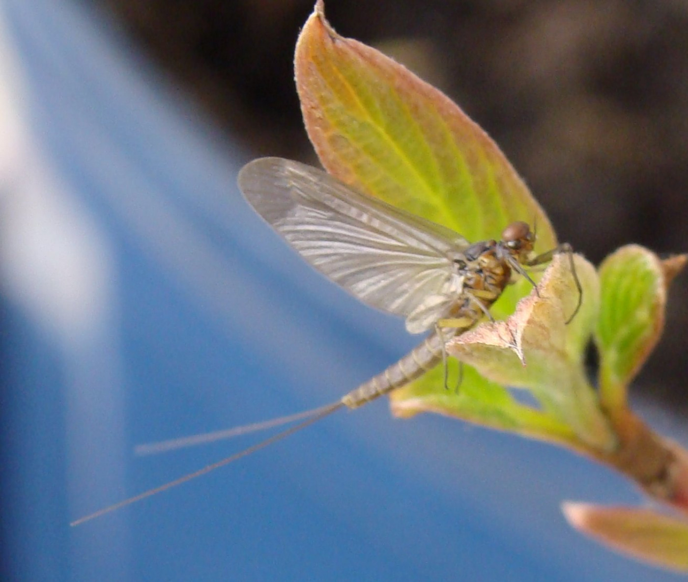 Mayfly Insect Cast Mayflies (Ephemeroptera) • FlyFish Circle