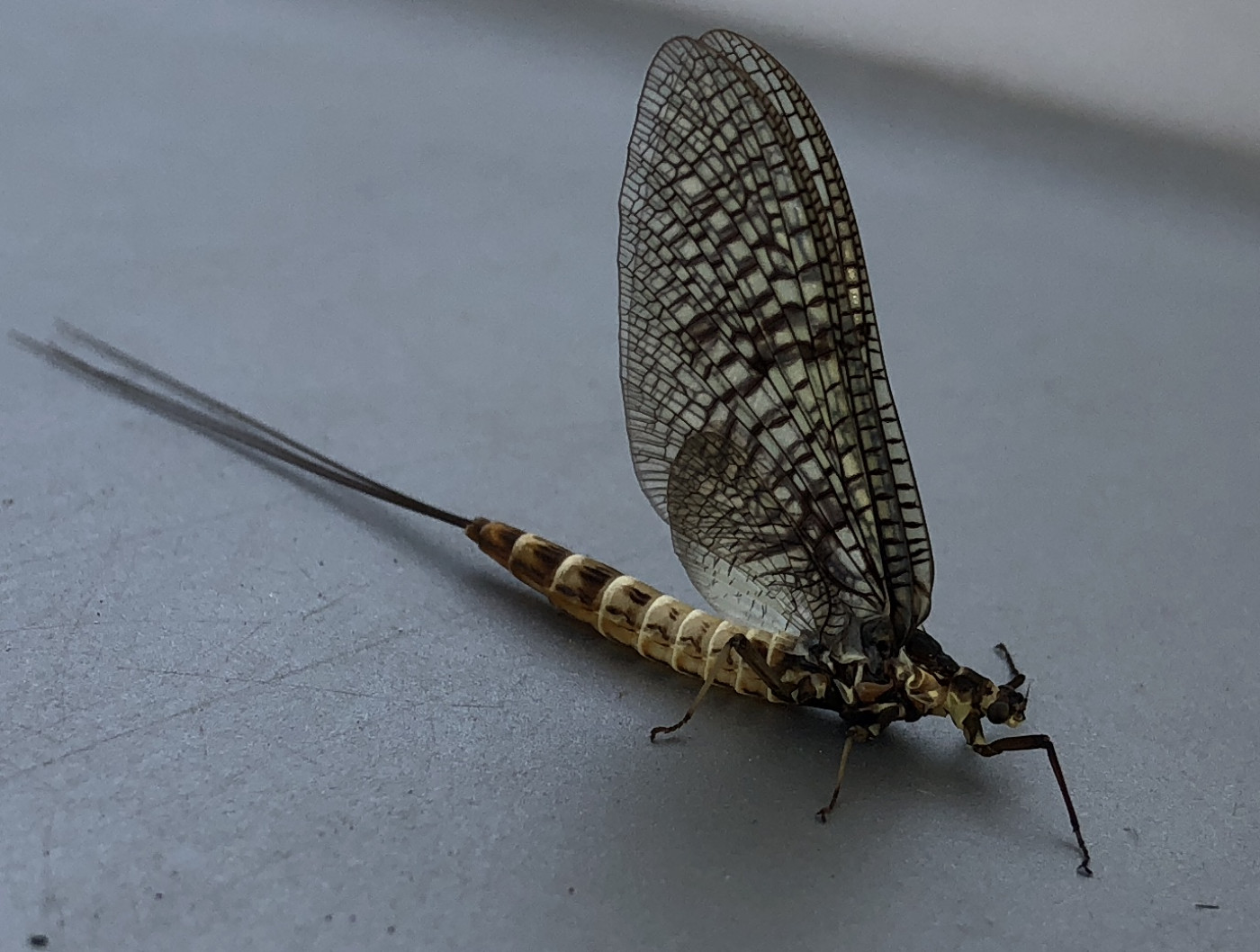 Mayfly Insect Cast Mayflies (Ephemeroptera) • FlyFish Circle