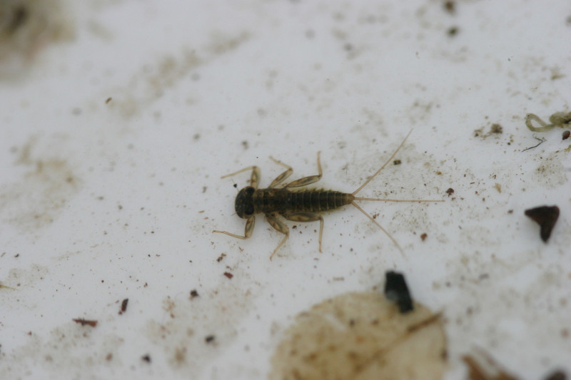 Mayfly Insect Cast Mayflies (Ephemeroptera) • FlyFish Circle