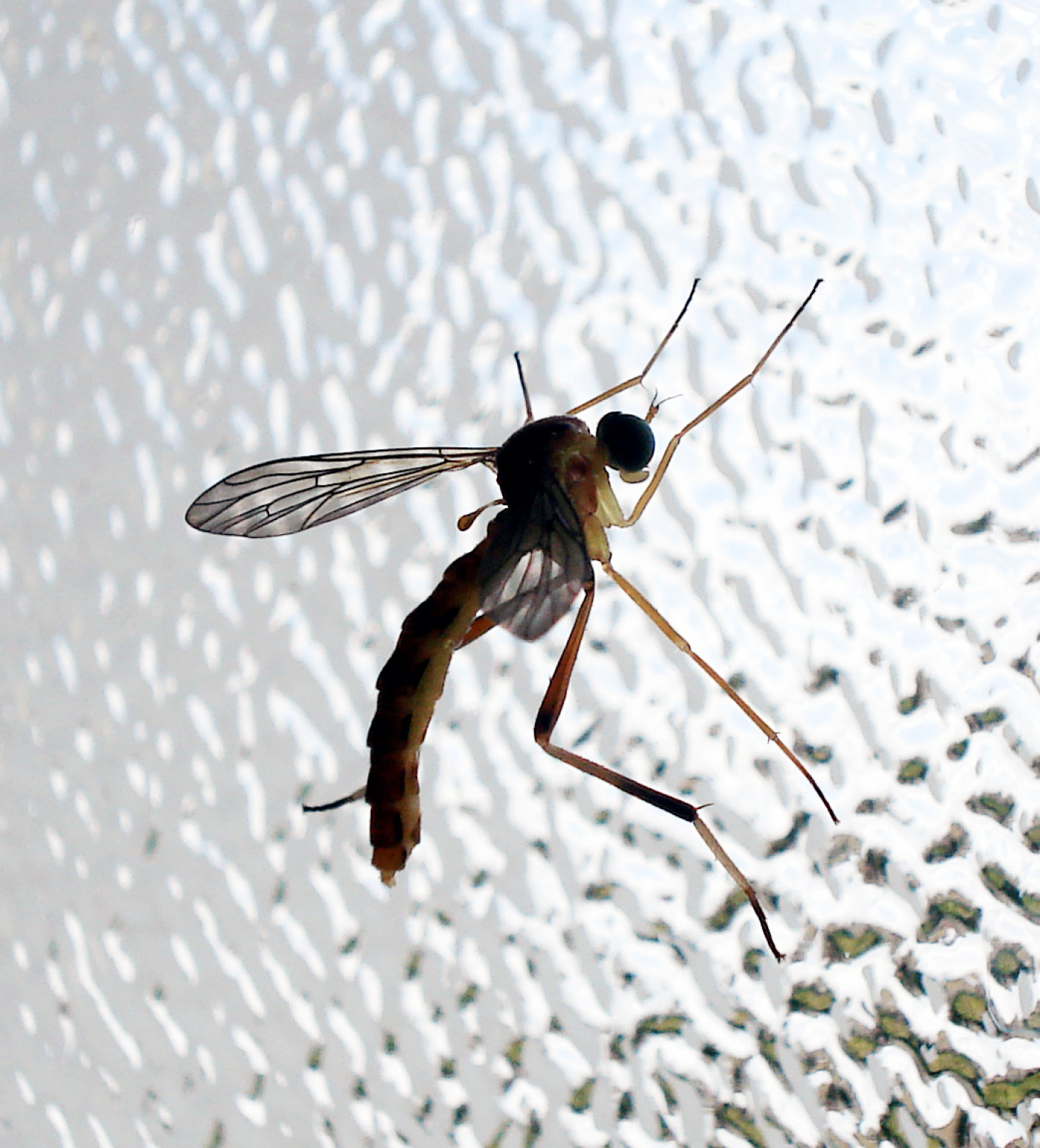 True Flies (Diptera) • FlyFish Circle