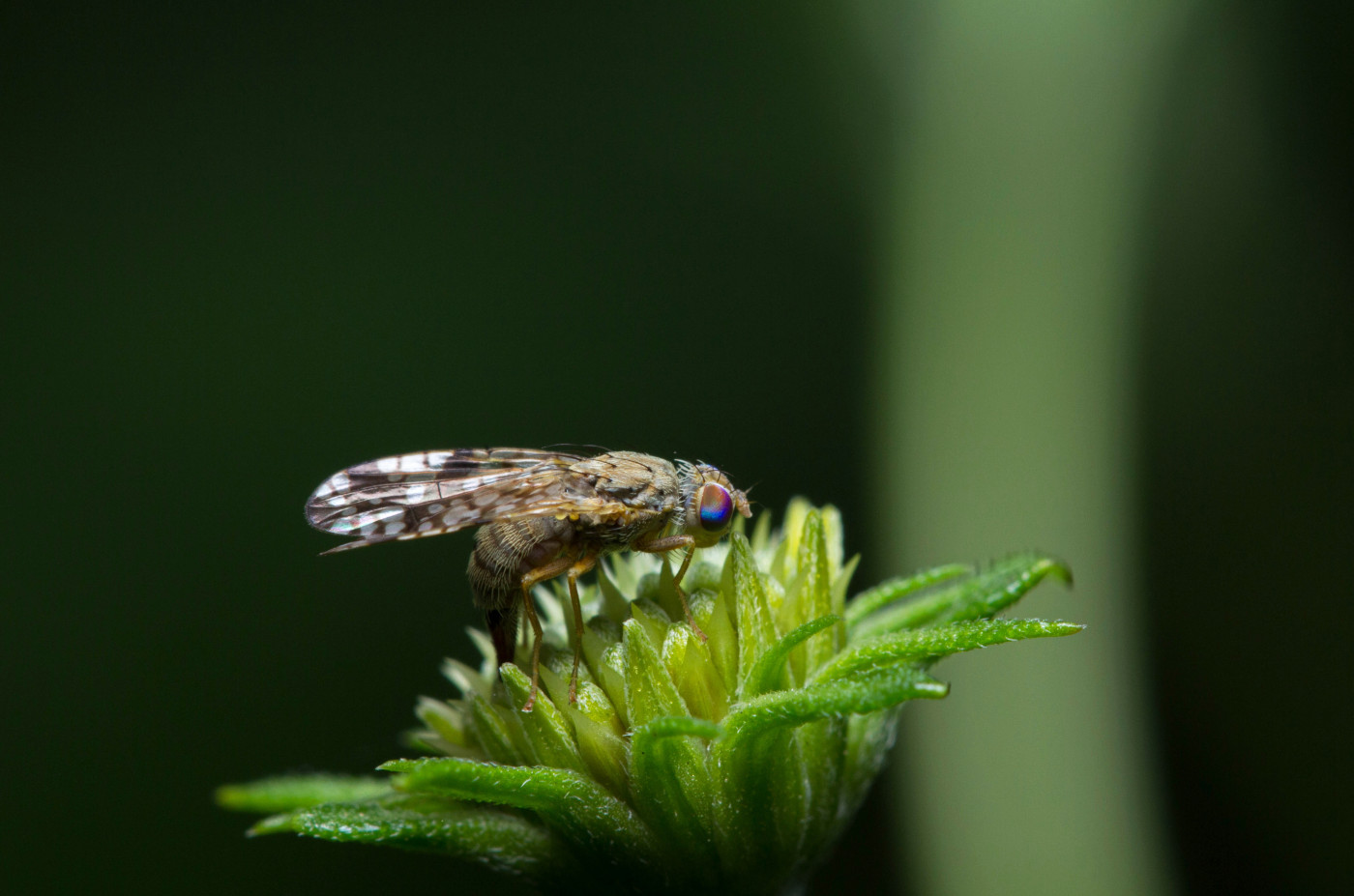 True Flies (Diptera) • FlyFish Circle
