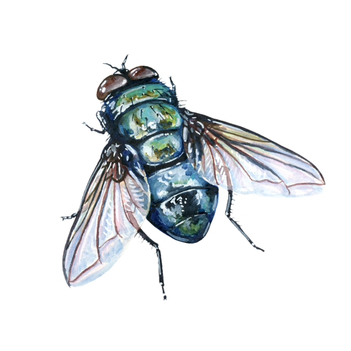 True Flies (Diptera) • FlyFish Circle