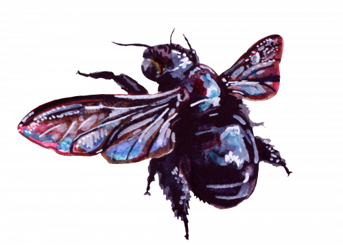 True Flies (Diptera) • FlyFish Circle